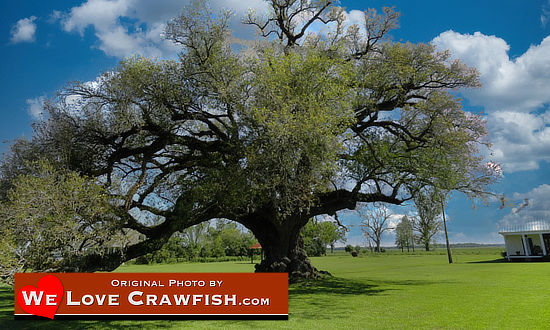 Giant Louisiana live oak tree