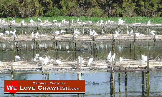 Bird rookery in south Louisiana at Avery Island