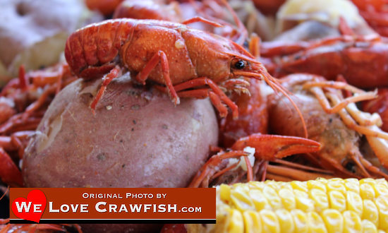 Hot juicy boiled Crawfish ... enjoy them in Louisiana or Texas, or order them online and have them shipped live nationwide to your home! 