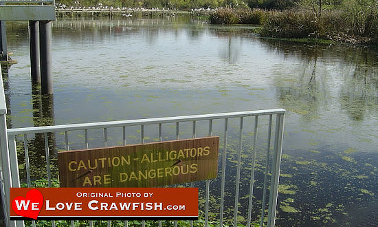 Caution! Always be alert for alligators and snakes while crawfishing