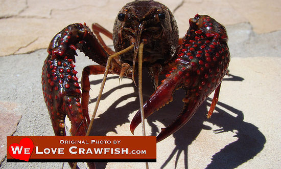 Photo of a giant  Louisiana Crawfish, big and juicy, fresh out of the swamp, and on the loose!