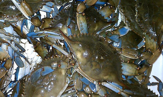 Blue Crabs fresh from the the Gulf of Mexico