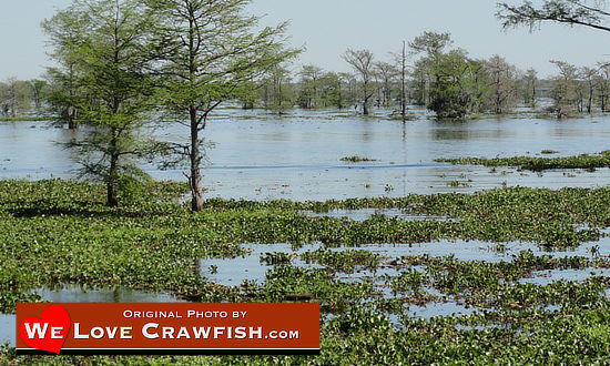 The swamp affords quiet, open spaces while crawfishing in Louisiana