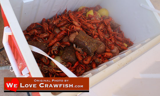 Hot boiled Louisiana crawfish in chest to stay hot