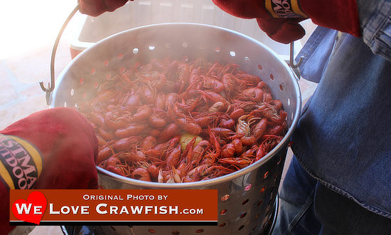 Lifting the basket of freshly boiled Louisiana crawfish from the pot