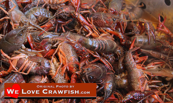 Fresh, live Louisiana Crawfish, right out of the swamp or off the crawfish farm!