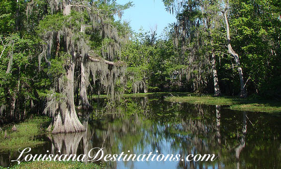 Atchafalaya Swamp in South Louisiana ... crawfish mecca!