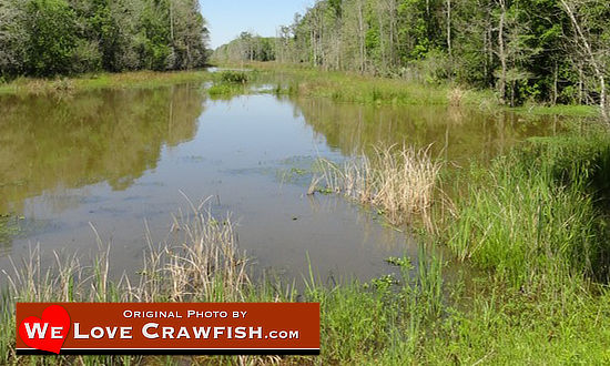 Murky waters in a Louisiana swamp ... great locale for a great catch of crawfish!