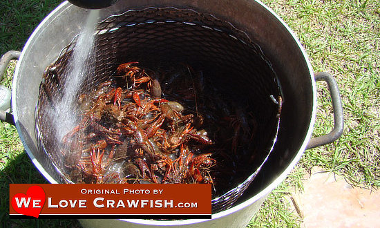 Rinsing the crawfish before the boil