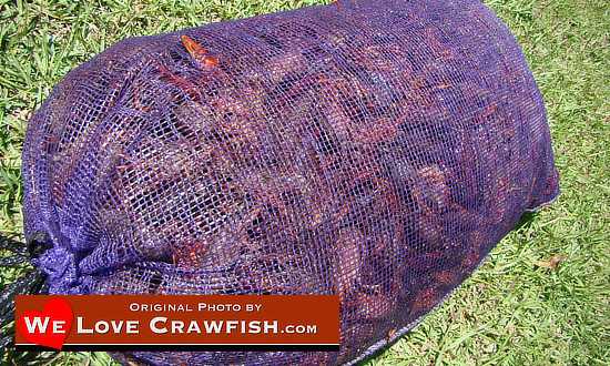 Photo of a sack of fresh, live Louisiana Crawfish, right out of the swamp or off the crawfish farm!