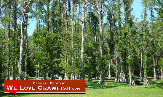Cypress swamp scene in Louisiana