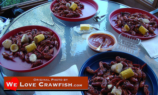Hot, boiled crawfish ... let the feast begin!
