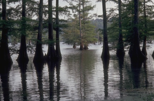 Atchafalaya Swamp Scene in South Louisiana