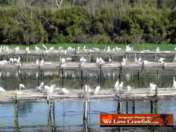 Bird rookery in south Louisiana