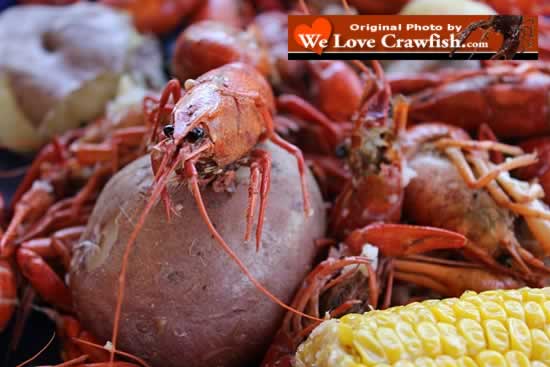 Enjoy crawfish in Louisiana, or order crawfish on the Internet and have crawfish shipped live to anywhere in the USA!