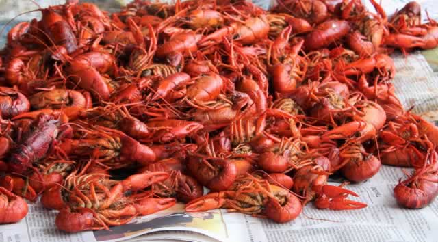 Texas Crawfish Suppliers Dealers And Outlets