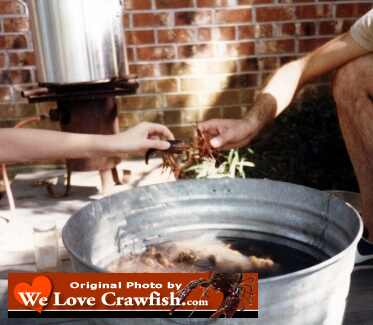 Purging of the crawfish is underway, the butane burner is hot!