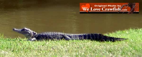 Alligator sunning near crawfishing hole in Louisiana