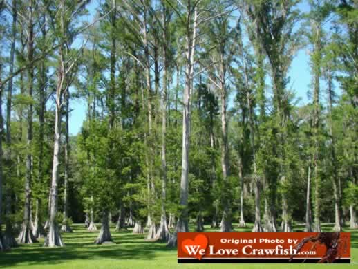 Beautiful South Louisiana cypress swamp