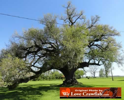 Giant Louisiana live oak tree