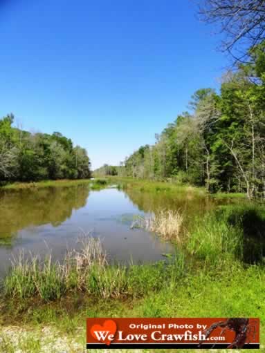 Peaceful bayou scene in early spring in Louisiana