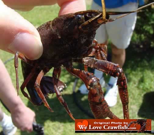 Photo of how to hold a crawfish ... grab the crawfish behind the head ... and you're safe!