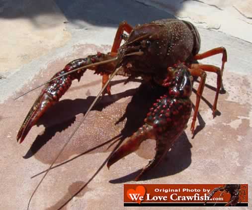Crawfish facts, common questions about crawfish, and FAQs