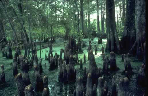 Cypress knees in South Louisiana swamp