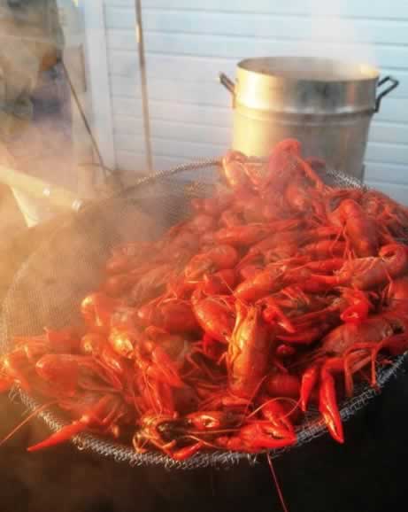 Pot of boiling hot Louisiana crawfish